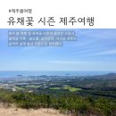 돔베낭골 | 제주 봄 여행 l 유채꽃 시즌에 걸었던 오름 올레길 기록