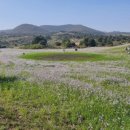 성읍리-24 이미지