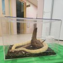 만 1세) 콘스네이크,절지동물 밀리패드를 만나요 이미지