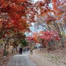 관악산.서울대수목원 이미지