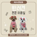 애견미용샵 조이 | 청주 애견미용샵 제로네펫쌀롱｜견종별 맞춤 미용 후기 모음
