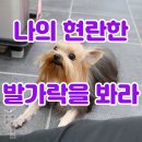 펫미장원 공감 이미지