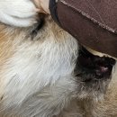 31140-5-79-28 | [경주] 계비로 간 경주 여행 후기. 영양숯불갈비/코스믹리조트/카페노경보차라파