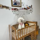 평생 사랑해 줄 개 애견펜션1 이미지