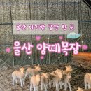 자동목장 | 설연휴 아기랑 갈만한 곳 울산 🌿 울산양떼목장 겨울 방문 후기 (아기양 지금이 기회!)