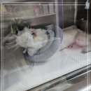 응암동물병원 이미지