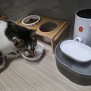 뉴에스동물병원 | 군포 산본 뉴에스동물병원 고양이 진료 찐후기 남겨요