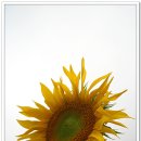 썬플라워(Sunflower) - 의왕시 | 썬플라워(Sunflower)
