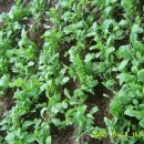 다락골농장 이미지