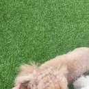 뿡뿡애견호텔 이미지