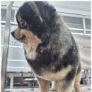 퍼피살롱 이미지