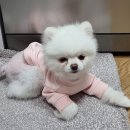 공감댕 네이버블로그