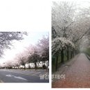 참외전로 이미지