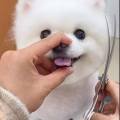 PUPPYSUN/퍼피썬 애견미용실 이미지