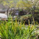 석창포(창포과 창포속) Acorus gramineus Sol. ex Aiton 이미지