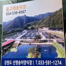 상주 상현리 반송 | 경북 상주 화서 맛집 속리산근처 송어맛집 돌고래송어장