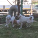 폴링인독 이미지