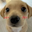 더 일(THE EEL) 솔직후기