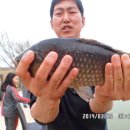 참붕어 이미지
