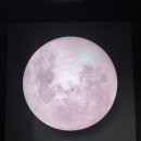 달빛여우 이미지