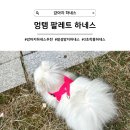 예쁘고멍 | 3초 착용 소형견 강아지 하네스 추천, 멍템 팔레트 하네스 사용 후기
