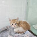 [26서울76] 바온/코리안숏헤어/암컷/추정나이26.06.01/0.5kg 이미지