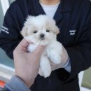 구미강아지 무료분양 퍼피이벤트 | 대구강아지분양 홍스퍼피 대구애견샵