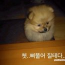 볼우물