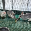 솔비농장 이미지