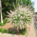 강화중성 이미지