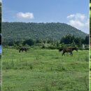 데미샘꿈그린 이미지