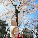 진해여자중학교 | 진해 군항제 경화역 벚꽃길과 여좌천 로망스다리 방문후기