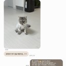 제주냐옹실 고양이미용 이미지