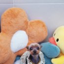 개도만족 이미지