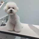#the예쁘개 네이버블로그