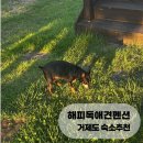패밀리독 | 거제도 애견동반 펜션 내돈내산 후기 ㅣ 해피독애견펜션