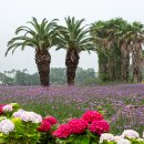 이호해변 이미지