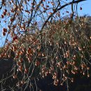 강천산군립공원(현수교) 이미지