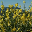 가시리 유채꽃길 이미지