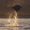 아싸가오리 이미지