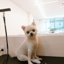 미소댕댕 이미지