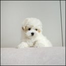 라운지펫 이미지