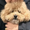 플러피독 이미지