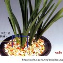 한국춘란 혹서기 녹초현상의 대책﻿(한배관493) 이미지