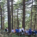 소나무 숲 리조트 이미지