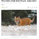 중국서 마을로 내려온 백두산 호랑이, 주민 1명 물고 달아나 이미지