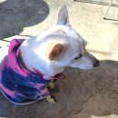 도그레이 | 대형견도 가능한 대구 가창 천연잔디 애견카페 666도그플레이