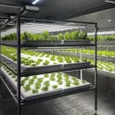 모던팜 | 대전 딸기체험 대전팜 모던 후기｜딸기따기 + 케이크 만들기까지 아이랑 완벽 코스🍓