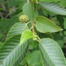 오리나무 이미지