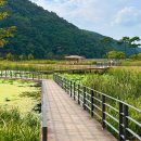 핑크애견 | 대구 옥연지 송해공원 핑크뮬리 실시간 개화현황 강아지 애견동반 후기
